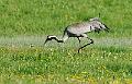 Trane - Common Crane (Grus grus) 